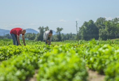 Agricultural Industry